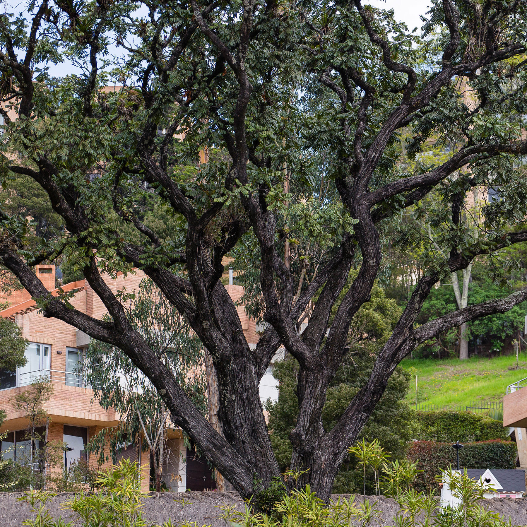 Arbol de 90 años dentro de Brantevilla